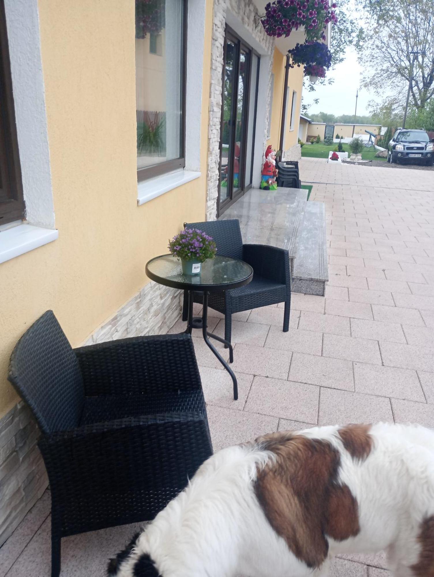 Izabella Guest House Sacele Exterior photo